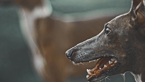 copertina Quando i cani vengono usati come armi